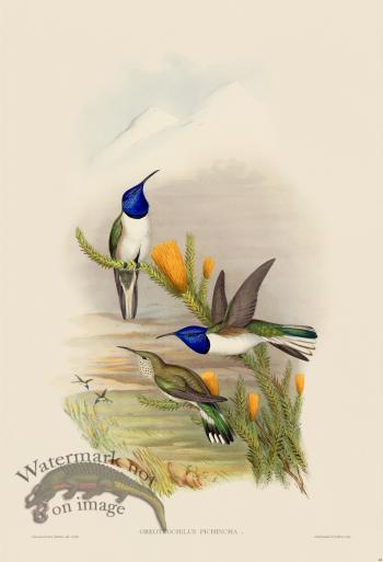 Gould Hummingbird 069